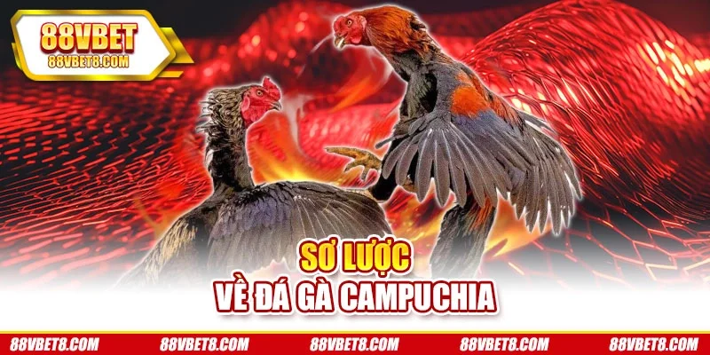 Sơ lược về đá gà Campuchia Sơ lược về đá gà Campuchia
